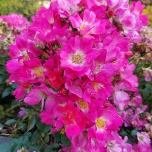 Meet your Posher, Leticia